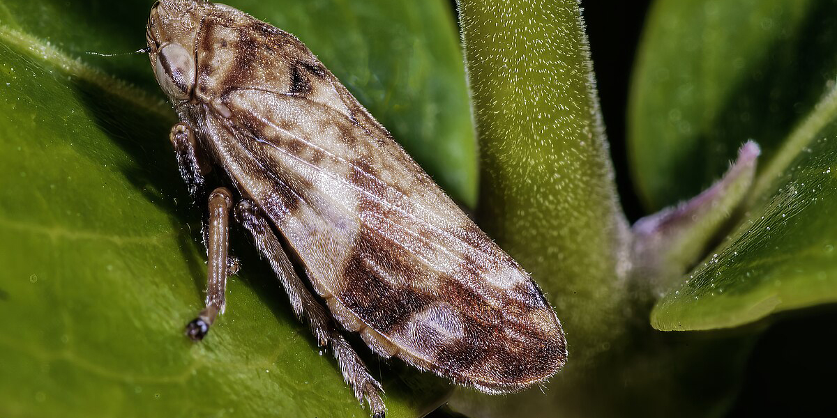 Xylella fastidiosa, un incubo da scongiurare per i viticoltori pugliesi